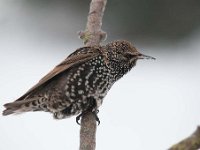 Sturnus vulgaris 61, Spreeuw, Saxifraga-Luuk Vermeer