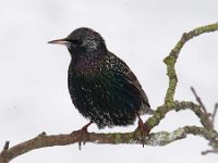 Sturnus vulgaris 63, Spreeuw, Saxifraga-Luuk Vermeer