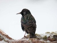 Sturnus vulgaris 65, Spreeuw, Saxifraga-Luuk Vermeer