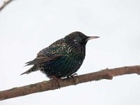 Sturnus vulgaris 67, Spreeuw, Saxifraga-Luuk Vermeer