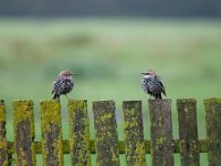 Sturnus vulgaris 75, Spreeuw, Saxifraga-Luuk Vermeer