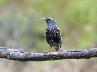 Sturnus vulgaris 79, Spreeuw, Saxifraga-Luuk Vermeer