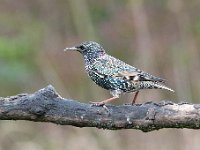 Sturnus vulgaris 81, Spreeuw, Saxifraga-Luuk Vermeer