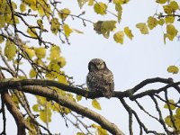 Surnia ulula 35, Sperweruil, Saxifraga-Luuk Vermeer