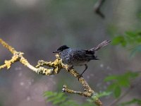 Sylvia atricapilla 57, Zwartkop, Saxifraga-Luuk Vermeer