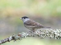 Sylvia atricapilla 67, Zwartkop, Saxifraga-Luuk Vermeer