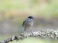 Sylvia atricapilla 68, Zwartkop, Saxifraga-Luuk Vermeer