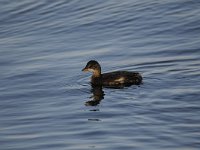 Tachybaptus ruficollis 21, Dodaars, Saxifraga-Luuk Vermeer