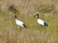 Threskiornis aethiopicus 5, Heilige ibis, Saxifraga-Tom Heijnen