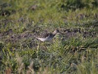 Tringa nebularia 21, Groenpootruiter, Saxifraga-Luuk Vermeer