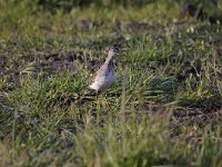 Tringa nebularia 22, Groenpootruiter, Saxifraga-Luuk Vermeer