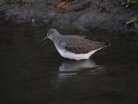 Tringa ochropus 15, Witgat, Saxifraga-Luuk Vermeer