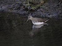 Tringa ochropus 16, Witgat, Saxifraga-Luuk Vermeer