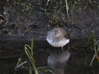 Tringa ochropus 21, Witgat, Saxifraga-Luuk Vermeer