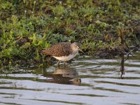 Tringa ochropus 25, Witgat, Saxifraga-Luuk Vermeer