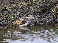 Tringa ochropus 29, Witgat, Saxifraga-Luuk Vermeer