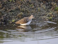 Tringa ochropus 30, Witgat, Saxifraga-Luuk Vermeer