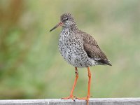 Tringa totanus 132, Tureluur, Saxifraga-Luuk Vermeer