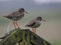 Tringa totanus 136, Tureluur, Saxifraga-Luuk Vermeer