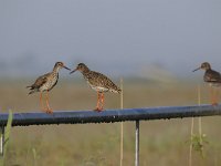 Tringa totanus 140, Tureluur, Saxifraga-Luuk Vermeer