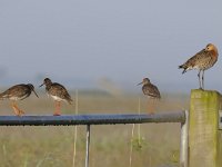 Tringa totanus 141, Tureluur, Saxifraga-Luuk Vermeer