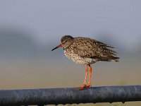 Tringa totanus 142, Tureluur, Saxifraga-Luuk Vermeer