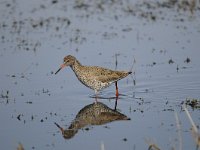 Tringa totanus 145, Tureluur, Saxifraga-Luuk Vermeer