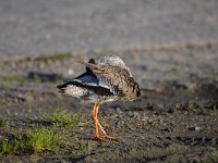 Tringa totanus 153, Tureluur, Saxifraga-Luuk Vermeer