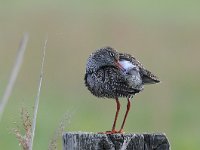 Tringa totanus 157, Tureluur, Saxifraga-Luuk Vermeer