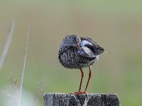 Tringa totanus 159, Tureluur, Saxifraga-Luuk Vermeer