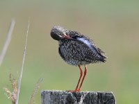 Tringa totanus 161, Tureluur, Saxifraga-Luuk Vermeer