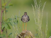 Tringa totanus 163, Tureluur, Saxifraga-Luuk Vermeer