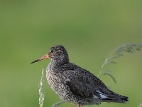 Tringa totanus 166, Tureluur, Saxifraga-Luuk Vermeer