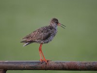 Tringa totanus 179, Tureluur, Saxifraga-Luuk Vermeer