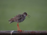 Tringa totanus 181, Tureluur, Saxifraga-Luuk Vermeer