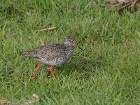 Tringa totanus 187, Tureluur, Saxifraga-Luuk Vermeer