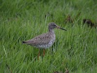 Tringa totanus 198, Tureluur, Saxifraga-Luuk Vermeer