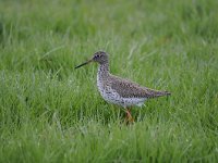 Tringa totanus 199, Tureluur, Saxifraga-Luuk Vermeer