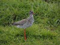 Tringa totanus 201, Tureluur, Saxifraga-Luuk Vermeer