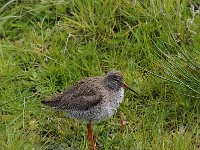 Tringa totanus 206, Tureluur, Saxifraga-Luuk Vermeer