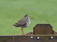 Tringa totanus 217, Tureluur, Saxifraga-Luuk Vermeer