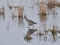 Tringa totanus 220, Tureluur, Saxifraga-Luuk Vermeer