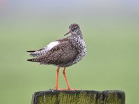 Tringa totanus 224, Tureluur, Saxifraga-Luuk Vermeer