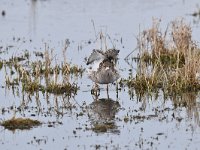 Tringa totanus 229, Tureluur, Saxifraga-Luuk Vermeer