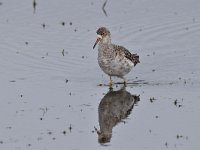 Tringa totanus 231, Tureluur, Saxifraga-Luuk Vermeer