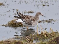 Tringa totanus 234, Tureluur, Saxifraga-Luuk Vermeer