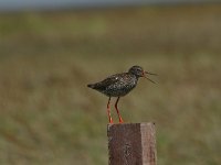 Tringa totanus 98, Tureluur, Saxifraga-Dirk Hilbers