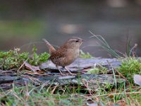 Troglodytes troglodytes 26, Winterkoning, Saxifraga-Luuk Vermeer