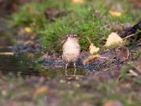 Troglodytes troglodytes 70, Winterkoning, Saxifraga-Luuk Vermeer