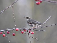 Turdus iliacus 20, Koperwiek, Saxifraga-Luuk Vermeer